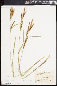 Carex emoryi image