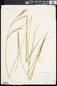 Carex emoryi image