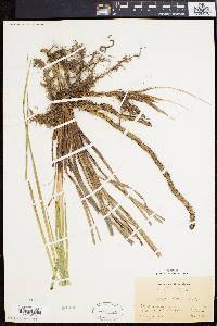 Carex emoryi image