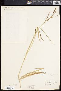 Carex emoryi image