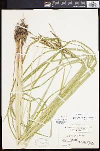 Carex emoryi image