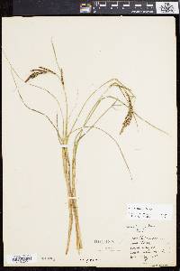 Carex emoryi image