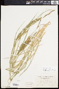 Carex emoryi image