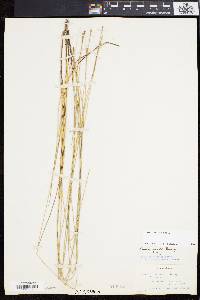 Carex exilis image