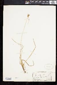 Carex extensa image