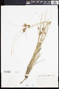 Carex extensa image