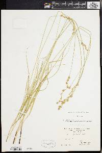 Carex festucacea image