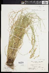 Carex festucacea image