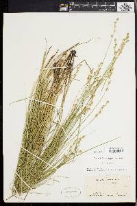 Carex festucacea image