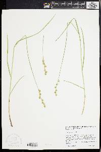 Carex festucacea image