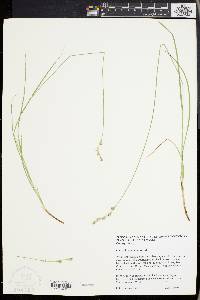 Carex festucacea image