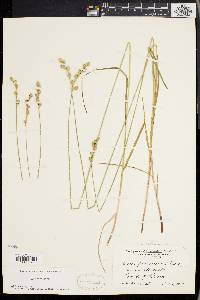 Carex festucacea image