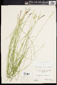 Carex festucacea image