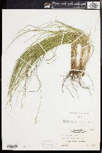 Carex festucacea image