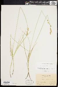 Carex festucacea image