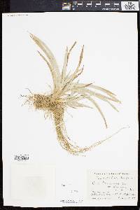 Carex flaccosperma var. glaucodea image