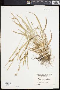 Carex flaccosperma image