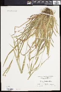 Carex flaccosperma image