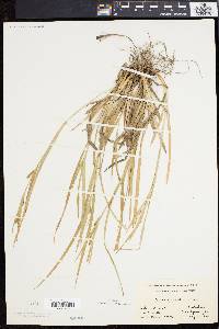 Carex flaccosperma image