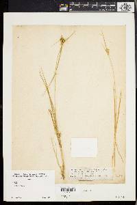 Carex flava image