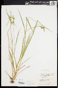 Carex flava image