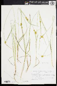 Carex flava image