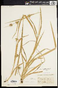 Carex folliculata image