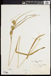 Carex folliculata image