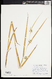 Carex folliculata image