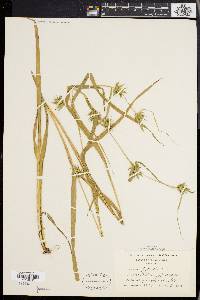 Carex folliculata image