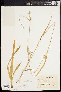 Carex folliculata image