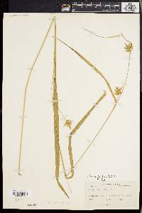 Carex folliculata image