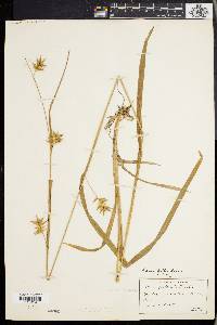 Carex folliculata image