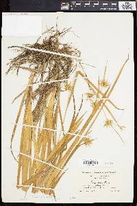 Carex folliculata image