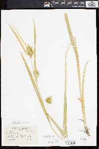 Carex folliculata image