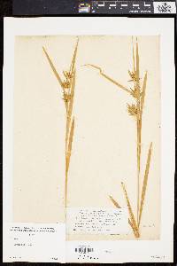 Carex folliculata image