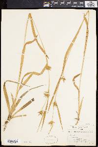 Carex folliculata image