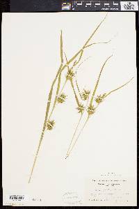 Carex folliculata image