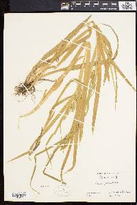 Carex folliculata image