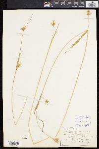Carex folliculata image