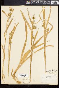 Carex folliculata image