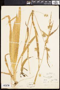 Carex folliculata image