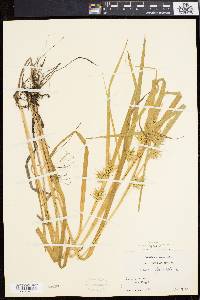 Carex folliculata image