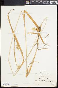 Carex folliculata image