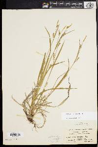 Carex gracilescens image