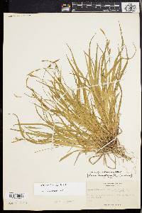 Carex gracilescens image