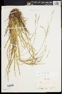 Carex gracilescens image