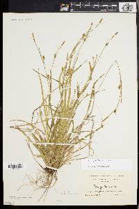 Carex gracilescens image