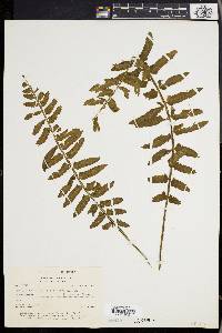 Asplenium alatum image