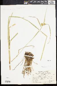 Carex bullata image